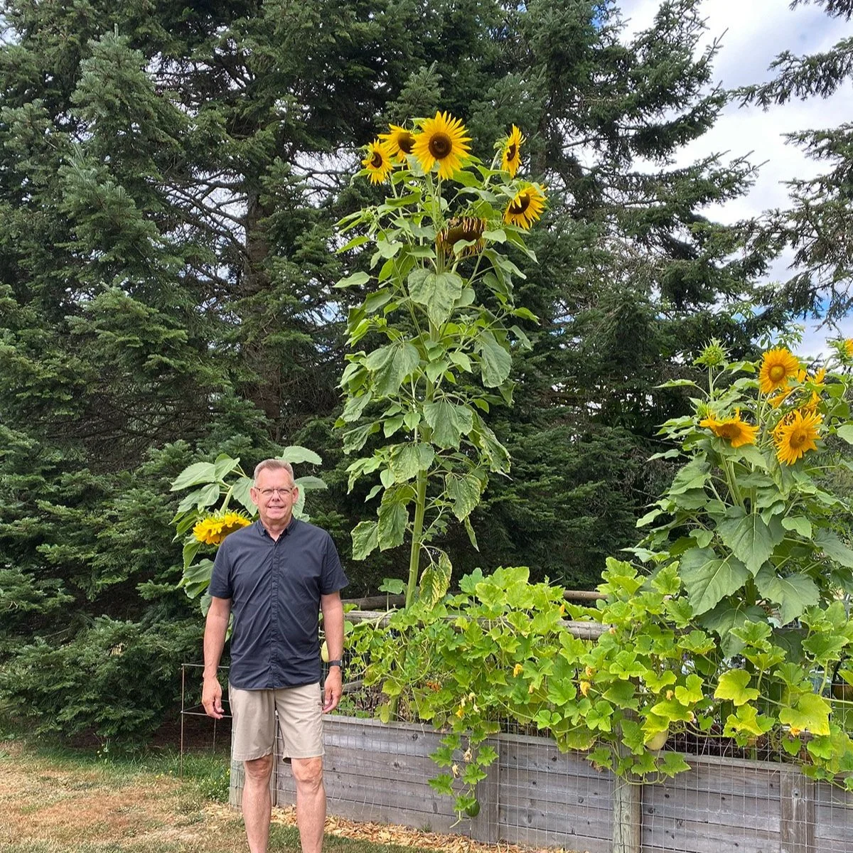 My Top 6 Favorite Sunflower Varieties from Last Year — Made